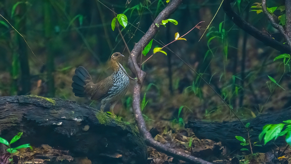 Grey Junglefowl